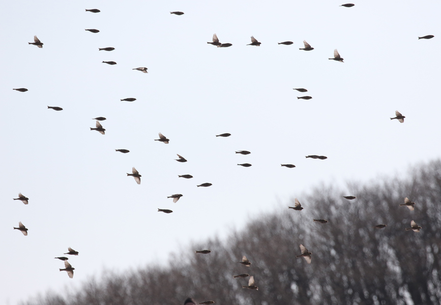 Asian Rosy Finch, Leucosticte arctoa - winter finches in South Korea