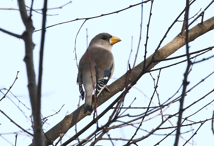 Chinese Grosbeak, Eophona migratoria - Winter finches of South Korea