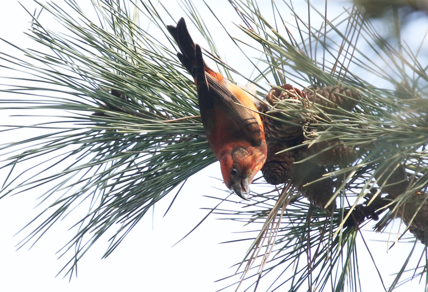 Common Crossbill, Loxia curvirostra - winter finches of South Korea