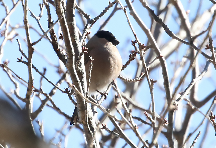 Eurasian Bullfinch, Pyrrhula pyrrhula - birds Korea