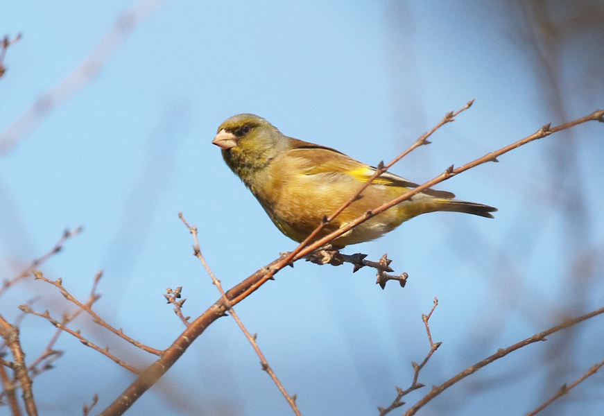Oriental Greenfinch, Chloris sinica - Winter Finches in South Korea