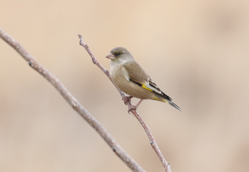 Oriental Greenfinch, Chloris sinica - birding in South Korea in winter