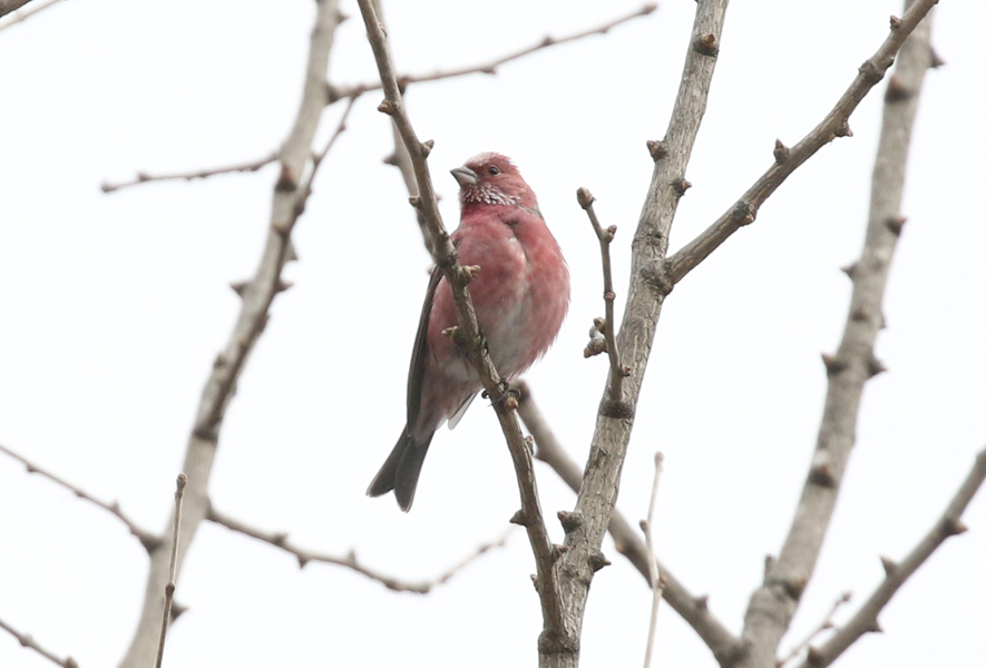 Pallas's Rosefinch, Carpodacus roseus - winter birding South Korea