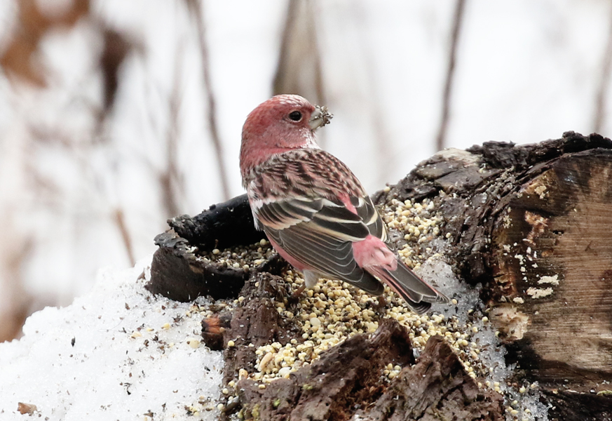 Pallas's Rosefinch, Carpodacus roseus - Birding South Korea