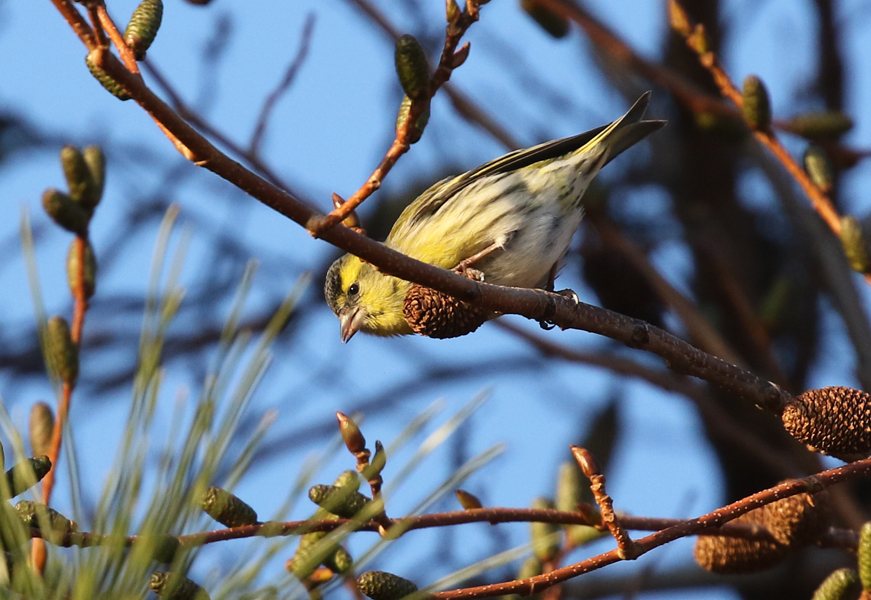 Eurasian Siskin, Spinus spinus - winter birding tour to South Korea