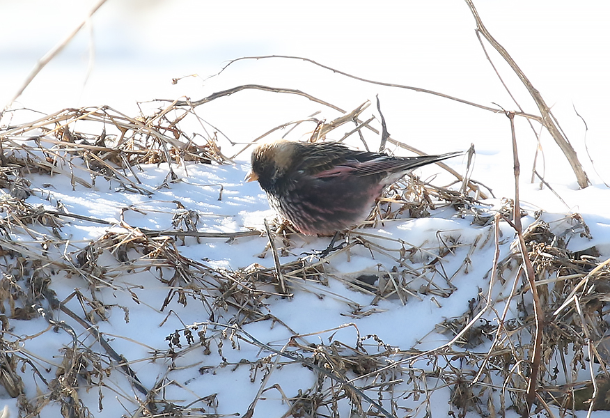 Asian Rosy Finch, Leucosticte arctoa - winter birding South Korea