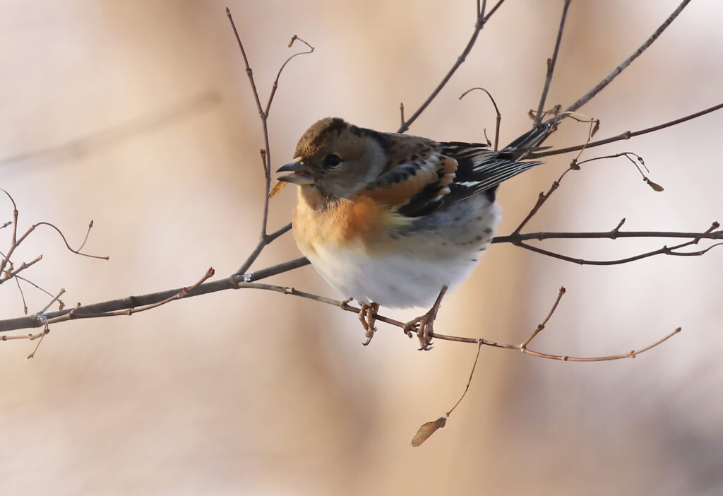 Brambling, Fringilla montifringilla - Winter finches in South Korea