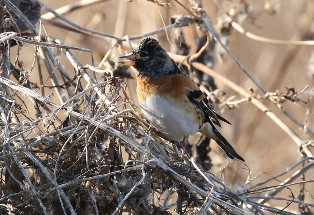 Brambling, Fringilla montifringilla - South Korea winter birding tours