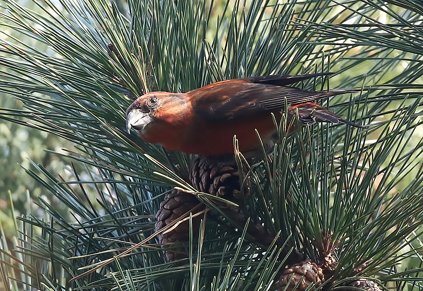 Common Crossbill, Loxia curvirostra - Finches in South Korea
