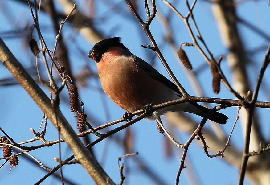 Eurasian Bullfinch, Pyrrhula pyrrhula - birds of Korea