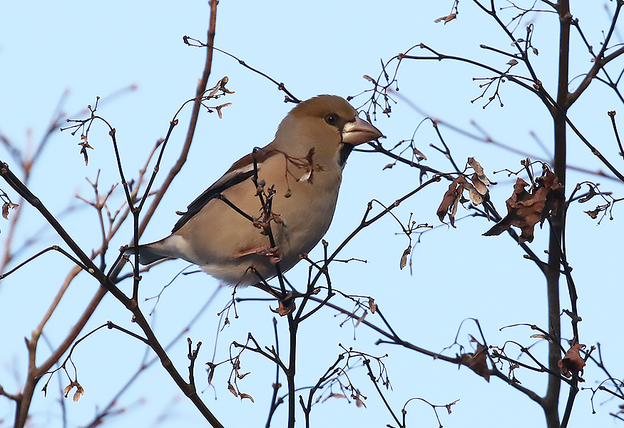 Hawfinch, Coccothraustes coccothraustes - South Korea birding