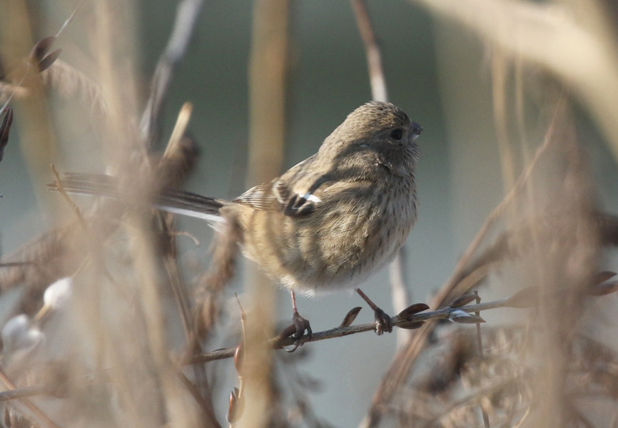 Long-tailed Rosefinch (female), Carpodacus sibiricus - winter birding in Korea