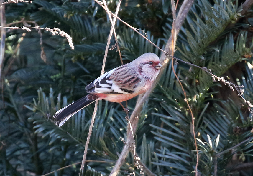 Long-tailed Rosefinch, Carpodacus sibiricus - winter finches in South Korea