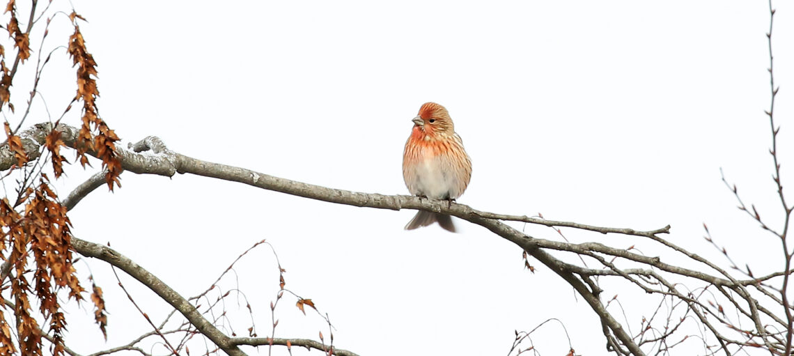 Pallas's Rosefinch, Carpodacus roseus