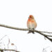Pallas's Rosefinch, Carpodacus roseus