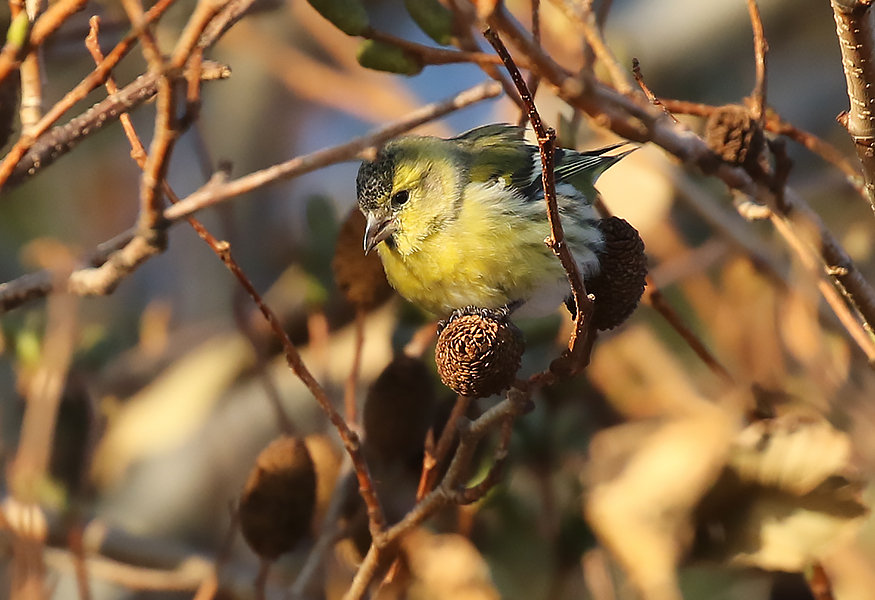 Eurasian Siskin, Spinus spinus - winter birding tour South Korea