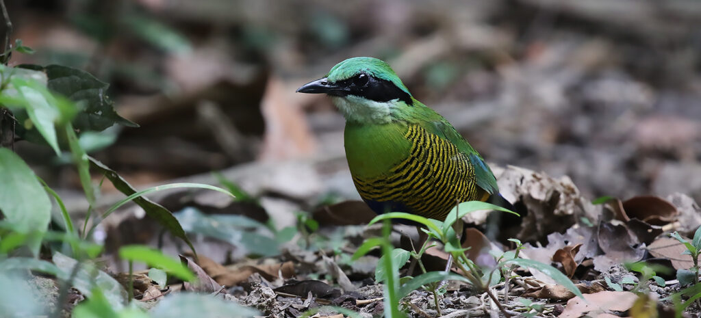 Bar-bellied Pitta, Hydrornis elliotii - Asian Bird Families