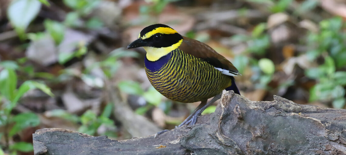 Javan Banded Pitta, Hydrornis guajanus
