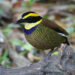 Javan Banded Pitta, Hydrornis guajanus
