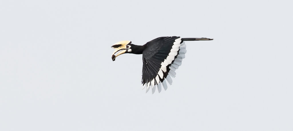 Oriental Pied Hornbill, Anthracoceros albirostris - Asian Bird Families