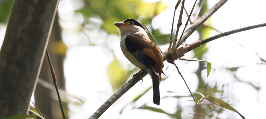Silver-breasted Broadbill, Serilophus lunatus - Asian Bird Families