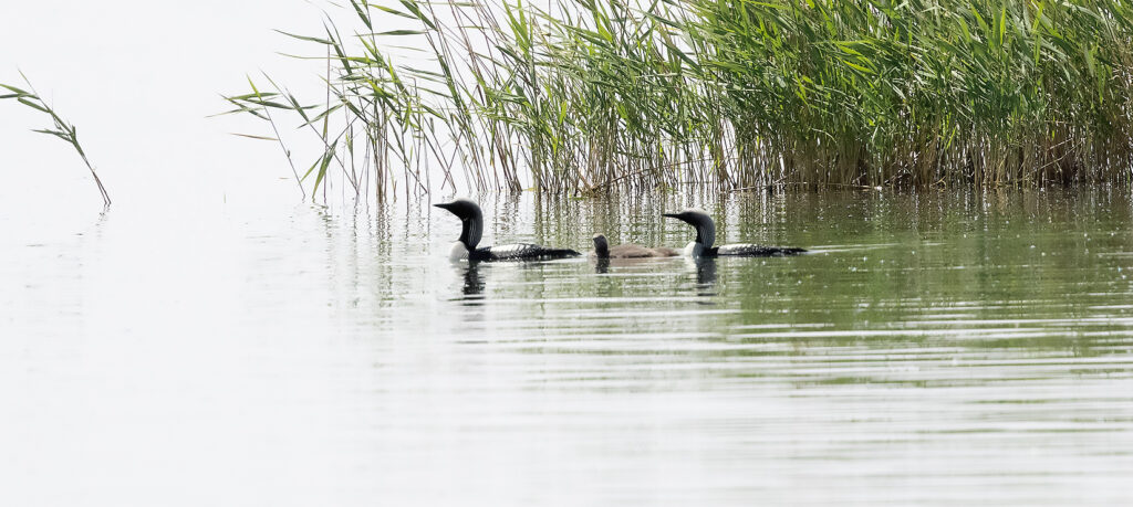 Black-throated Divers (Arctic Loons), Gavia arctica - birdwatching in Mongolia