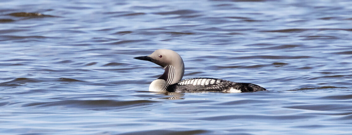 Black-throated Diver (Arctic Loon), Gavia arctica - Birding Mongolia