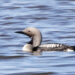 Black-throated Diver (Arctic Loon), Gavia arctica - Birding Mongolia