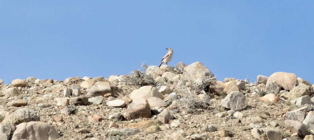 Mongolian Ground Jay, Podoces hendersoni - Mongolia birding