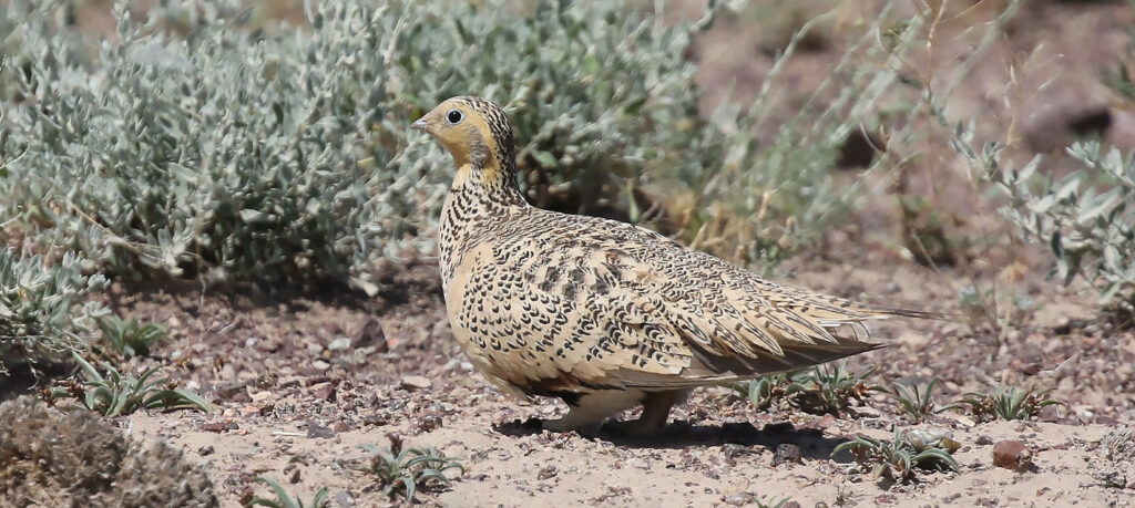 Pallas's Sandgrouse, Syrrhaptes paradoxus - Best birds of Mongolia