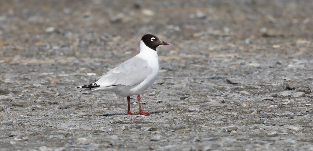 Relict Gull, Ichthyaetus relictus - birding Mongolia