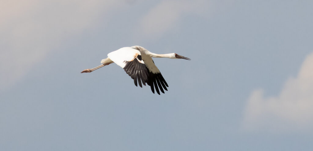 Siberian Crane, Leucogeranus leucogeranus - Birding Mongolia