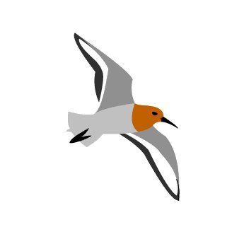 CalidrisBirdingTours