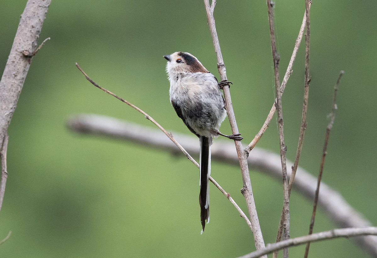Silver-throated Tit from Olympic Park, Beijing, where it is a common bird travelling around in…