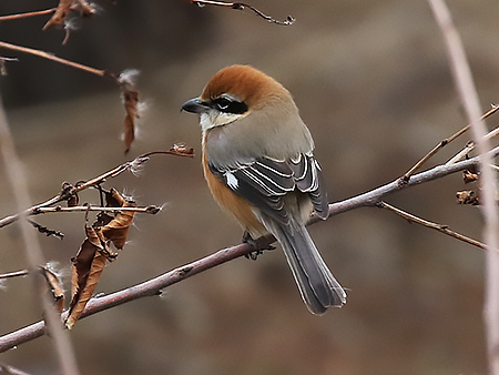 We just added new photos to our Korea winter birding page - calidrisbirdingtours.com/south-korea-wi… - it's…