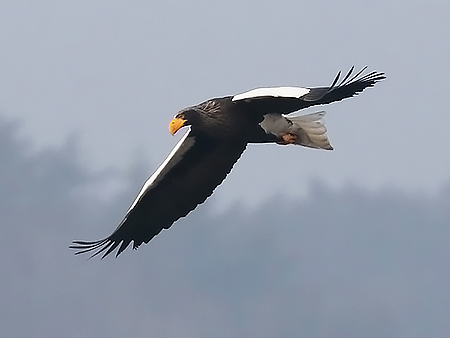 We just added new photos to our Korea winter birding page - calidrisbirdingtours.com/south-korea-wi… - it's…