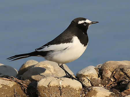 We just added new photos to our Korea winter birding page - calidrisbirdingtours.com/south-korea-wi… - it's…