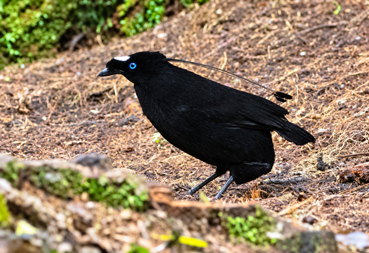Western Parotia from our current West Papua tour. We watched its wonderful dance but even…
