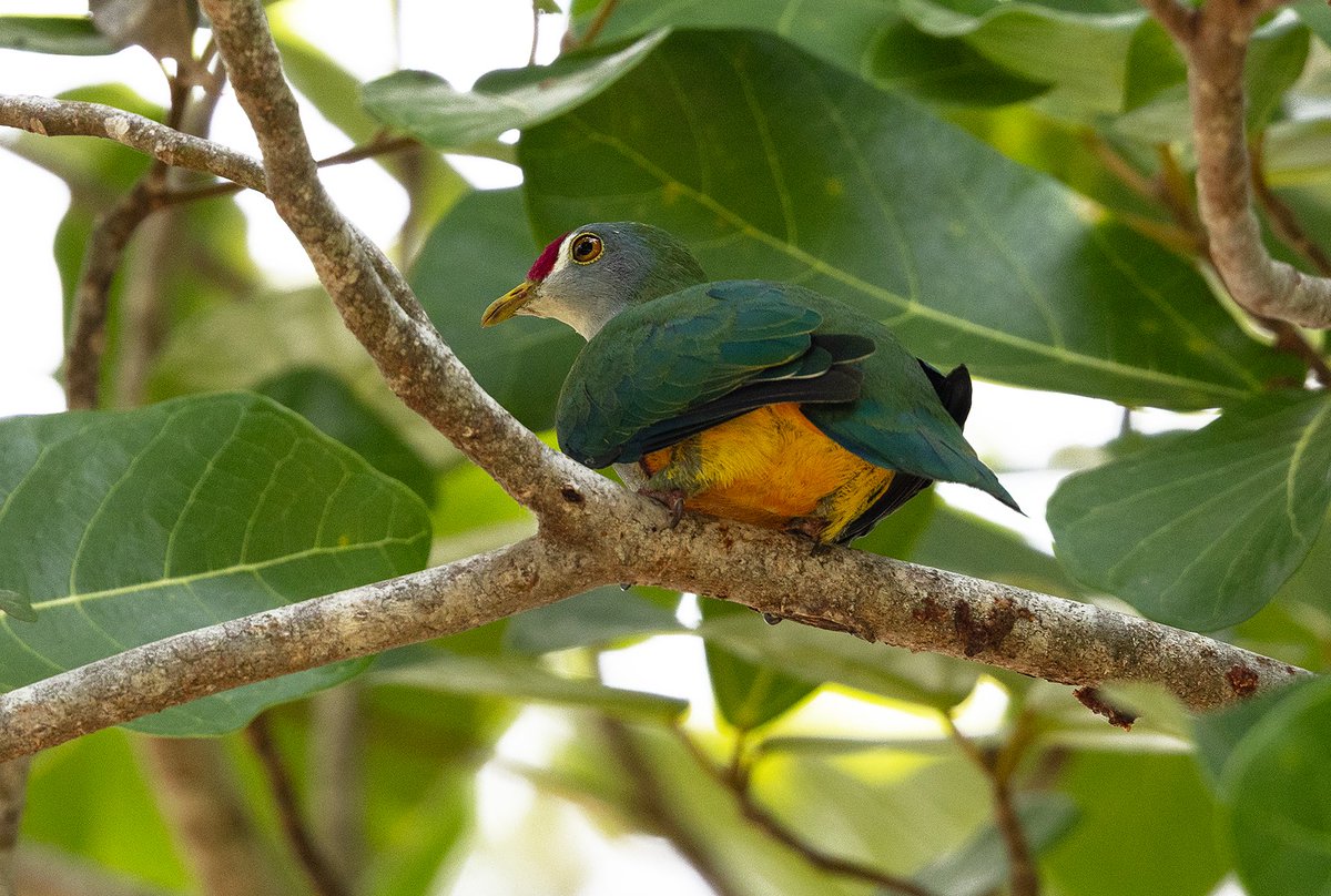 There are a lot of impressive doves/pigeons to see in West Papua & we have…