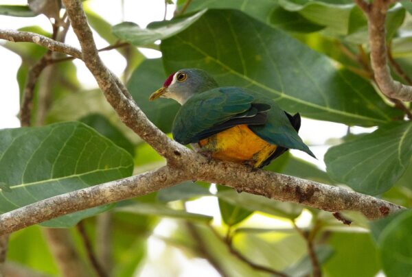 There are a lot of impressive doves/pigeons to see in West Papua & we have…