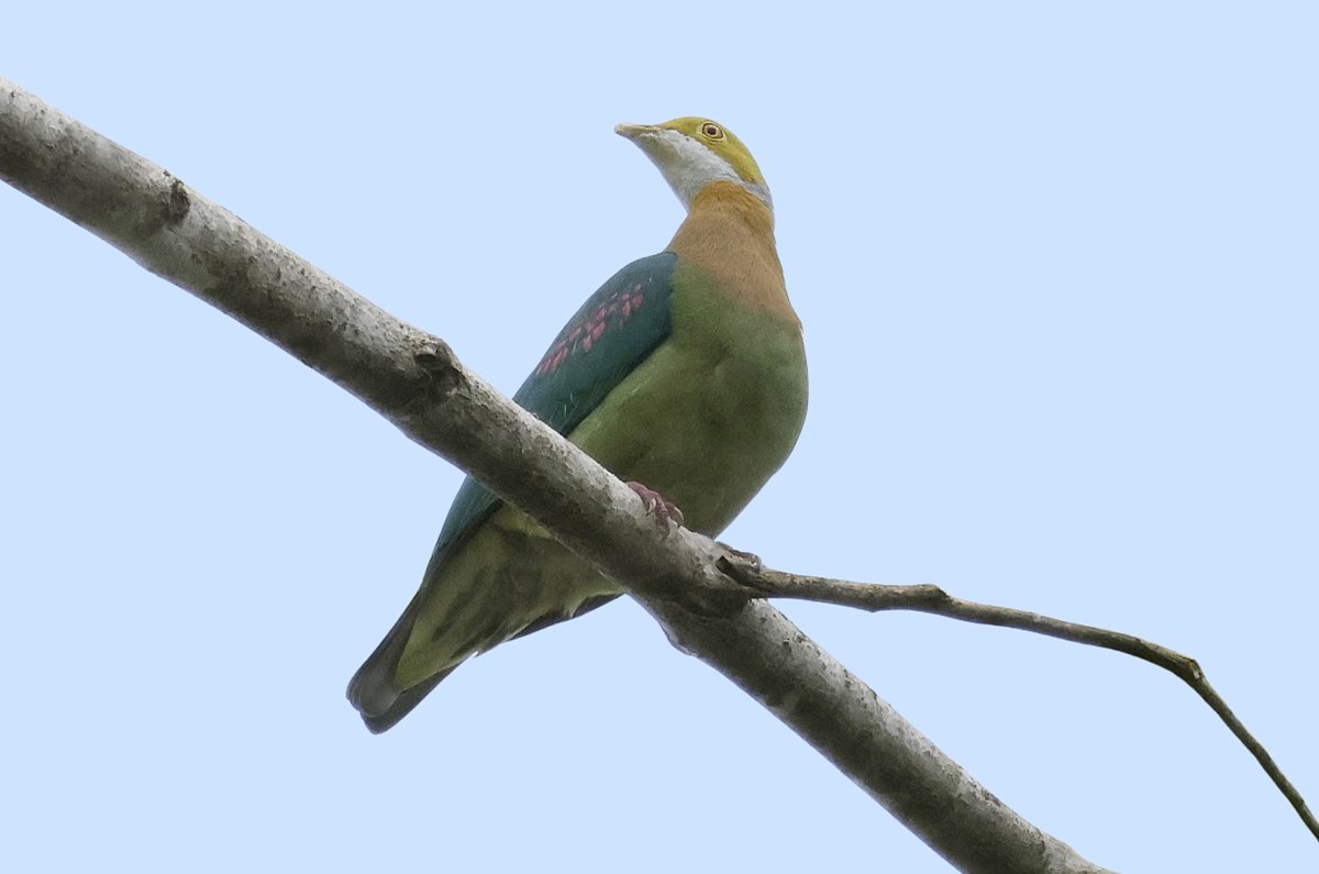 There are a lot of impressive doves/pigeons to see in West Papua & we have…