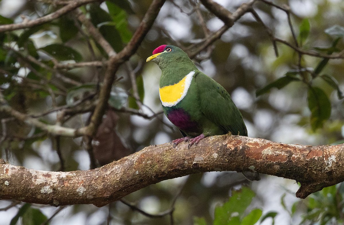 There are a lot of impressive doves/pigeons to see in West Papua & we have…